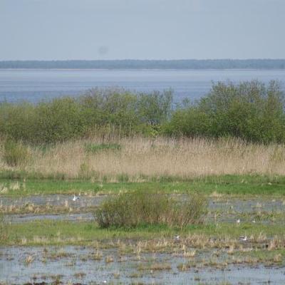 2008 Kuidas Elad Laemmijaerv 1051 20170321 1498683947