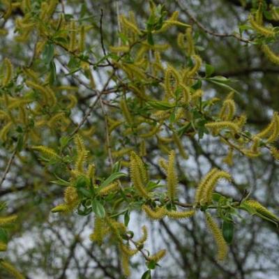 2008 Kuidas Elad Laemmijaerv 154 20170321 1891626000