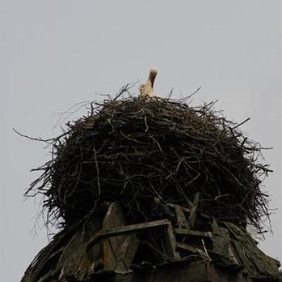 2008 Kuidas Elad Laemmijaerv 159 20170321 1892741547