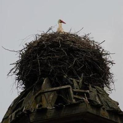 2008 Kuidas Elad Laemmijaerv 161 20170321 1182175237