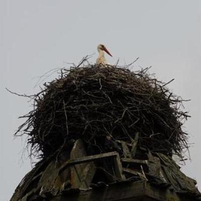 2008 Kuidas Elad Laemmijaerv 162 20170321 1083782113