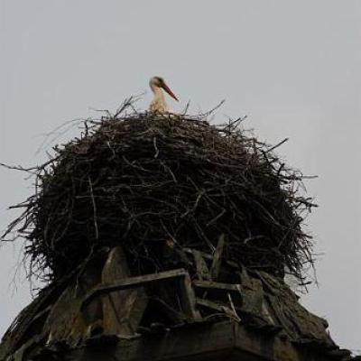 2008 Kuidas Elad Laemmijaerv 163 20170321 1533122714