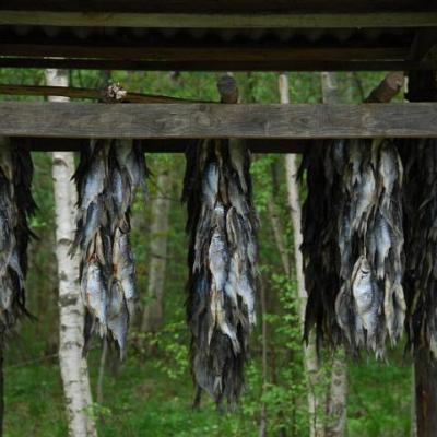 2008 Kuidas Elad Laemmijaerv 225 20170321 1564815265