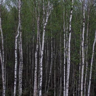 2008 Kuidas Elad Laemmijaerv 232 20170321 1404894757