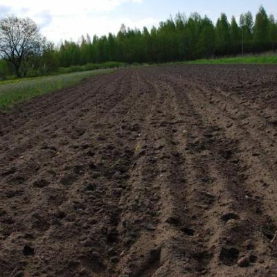 2008 Kuidas Elad Laemmijaerv 306 20170321 1206475202