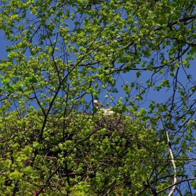 2008 Kuidas Elad Laemmijaerv 352 20170321 1874116139