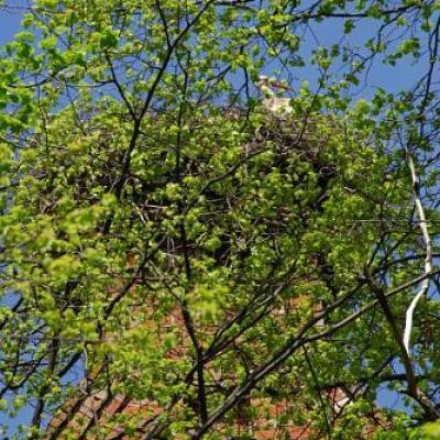 2008 Kuidas Elad Laemmijaerv 353 20170321 1192086915