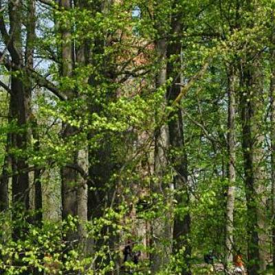 2008 Kuidas Elad Laemmijaerv 363 20170321 1492935432