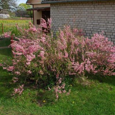 2008 Kuidas Elad Laemmijaerv 403 20170321 1911747865