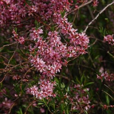 2008 Kuidas Elad Laemmijaerv 404 20170321 1079905852