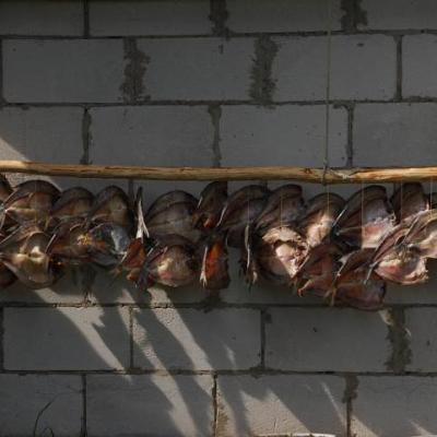 2008 Kuidas Elad Laemmijaerv 406 20170321 1827235850