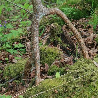 2008 Kuidas Elad Laemmijaerv 645 20170321 2000765583