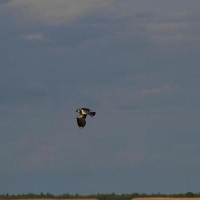 2008 Kuidas Elad Laemmijaerv 674 20170321 1832889679