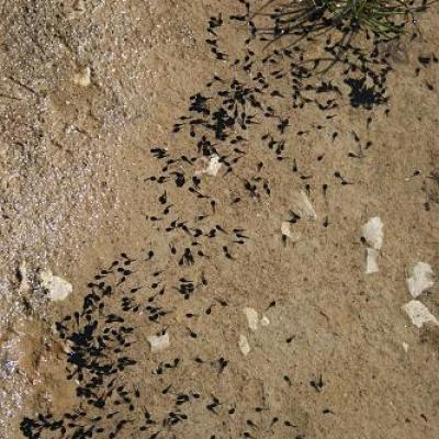 2008 Kuidas Elad Laemmijaerv 737 20170321 1677966847