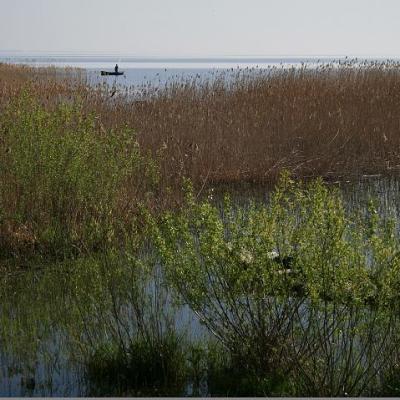 2008 Kuidas Elad Laemmijaerv 806 20170321 2089197868