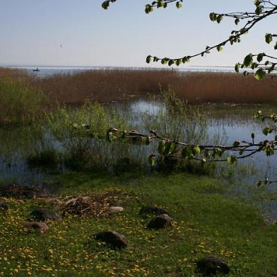 2008 Kuidas Elad Laemmijaerv 807 20170321 1648800848