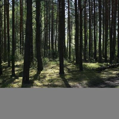 2008 Kuidas Elad Laemmijaerv 809 20170321 1242011821