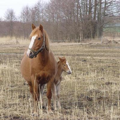 2008 Kuidas Elad Laemmijaerv 849 20170321 1866615582