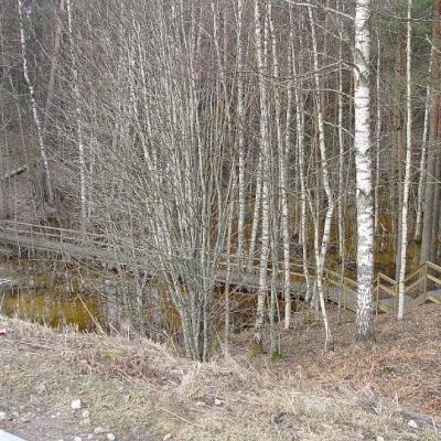 2008 Kuidas Elad Laemmijaerv 853 20170321 1885652516