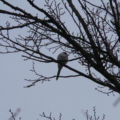 2008 Kuidas Elad Laemmijaerv 872 20170321 1726995168