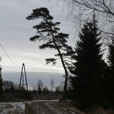 2008 Kuidas Elad Laemmijaerv 873 20170321 1247687854