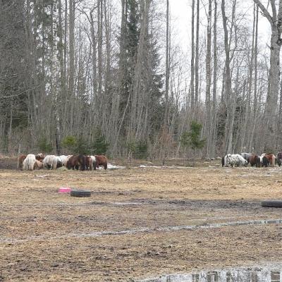 2008 Kuidas Elad Laemmijaerv 874 20170321 1791452697