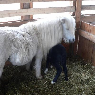 2008 Kuidas Elad Laemmijaerv 875 20170321 1747893478