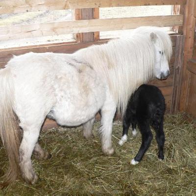 2008 Kuidas Elad Laemmijaerv 876 20170321 2020807650