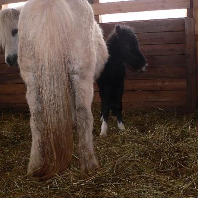 2008 Kuidas Elad Laemmijaerv 882 20170321 2088153167