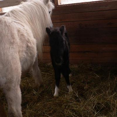 2008 Kuidas Elad Laemmijaerv 884 20170321 1870876996