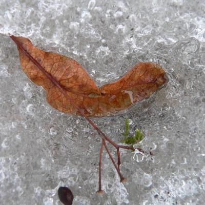 2008 Kuidas Elad Laemmijaerv 900 20170321 1242711823