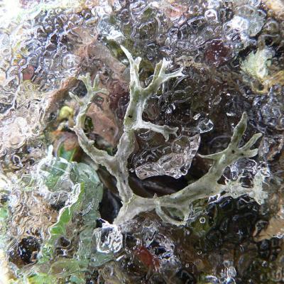 2008 Kuidas Elad Laemmijaerv 902 20170321 1991661175