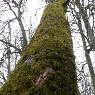 2008 Kuidas Elad Laemmijaerv 911 20170321 2037193549