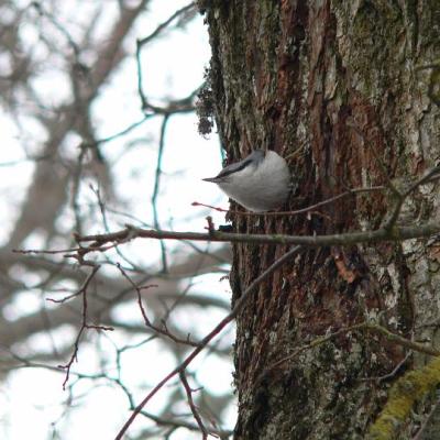 2008 Kuidas Elad Laemmijaerv 913 20170321 1996426850