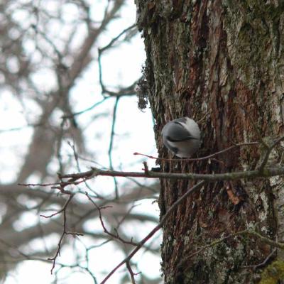 2008 Kuidas Elad Laemmijaerv 914 20170321 1128573121