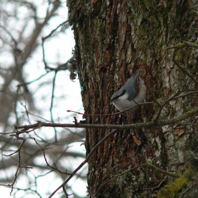 2008 Kuidas Elad Laemmijaerv 915 20170321 1784366562