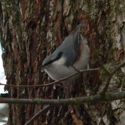 2008 Kuidas Elad Laemmijaerv 916 20170321 1840740296