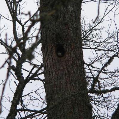 2008 Kuidas Elad Laemmijaerv 920 20170321 1225116250