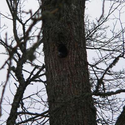 2008 Kuidas Elad Laemmijaerv 921 20170321 1620241463