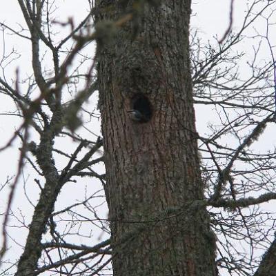 2008 Kuidas Elad Laemmijaerv 922 20170321 1207717266