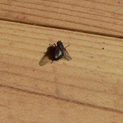 2008 Kuidas Elad Laemmijaerv 923 20170321 2053020498