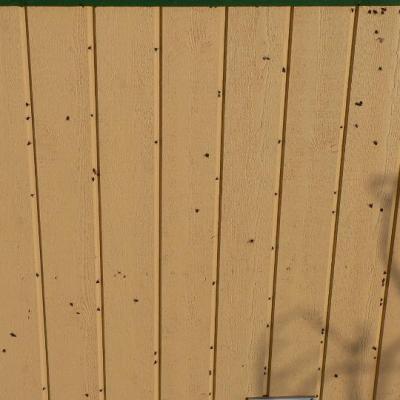 2008 Kuidas Elad Laemmijaerv 926 20170321 1201404189