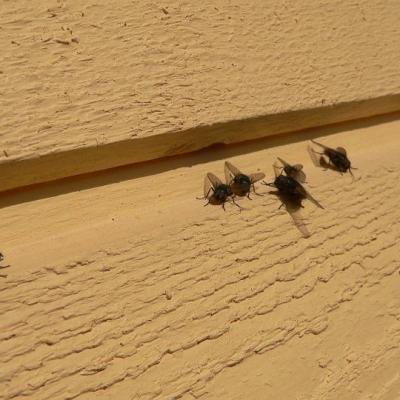 2008 Kuidas Elad Laemmijaerv 927 20170321 1798051608