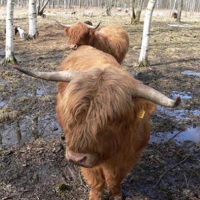 2008 Kuidas Elad Laemmijaerv 928 20170321 1812691127