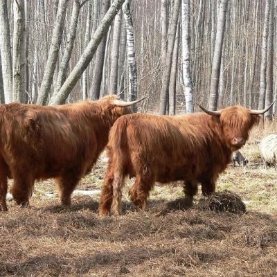 2008 Kuidas Elad Laemmijaerv 931 20170321 1053178312