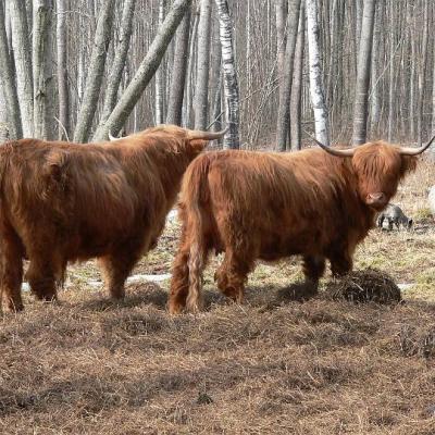 2008 Kuidas Elad Laemmijaerv 932 20170321 2063717215