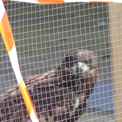 2008 Kuidas Elad Laemmijaerv 937 20170321 1146518777