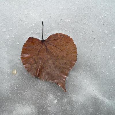 2008 Kuidas Elad Laemmijaerv 938 20170321 1399656114