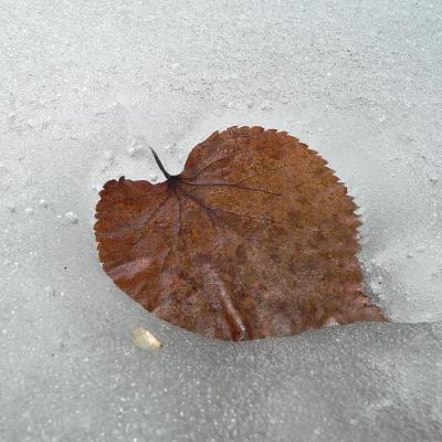 2008 Kuidas Elad Laemmijaerv 939 20170321 1631548131