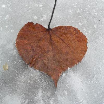 2008 Kuidas Elad Laemmijaerv 940 20170321 1424428109